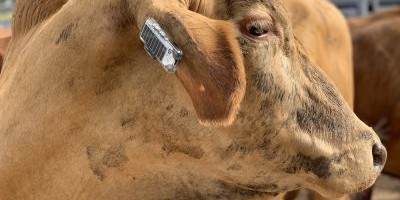 Animal ID and Monitoring Archives - Agtech Central